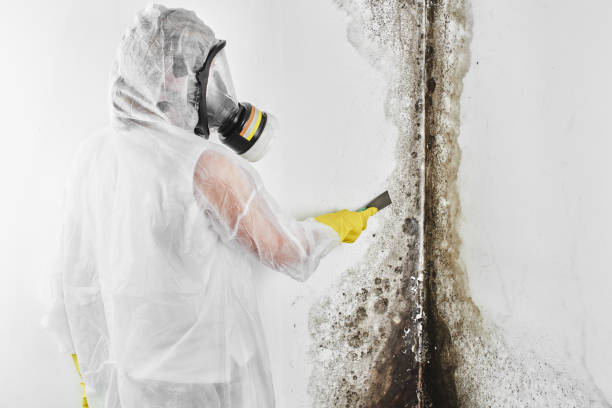 Trusted Owosso, MI Mold Removal Experts