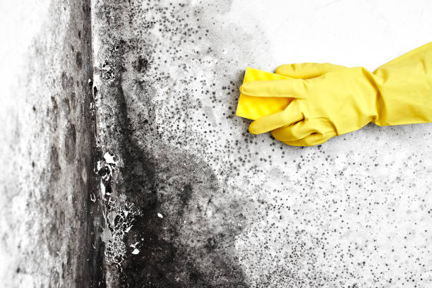 Best Mold Removal Near Me  in Owosso, MI