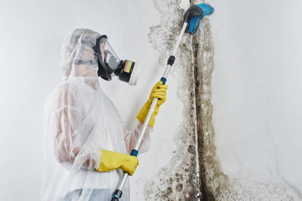 Best Mold Removal Near Me  in Owosso, MI