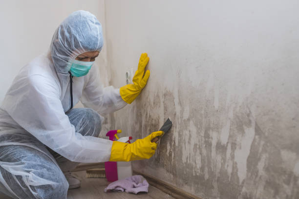 Best Mold Testing  in Owosso, MI