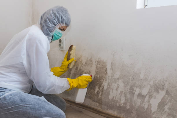 Best Local Mold Removal Service  in Owosso, MI