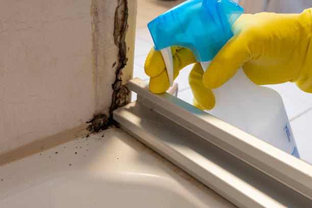 Best Mold Remediation  in Owosso, MI