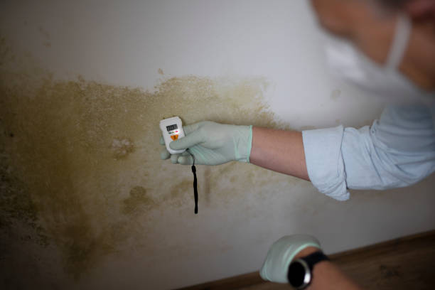 Best Mold Remediation  in Owosso, MI