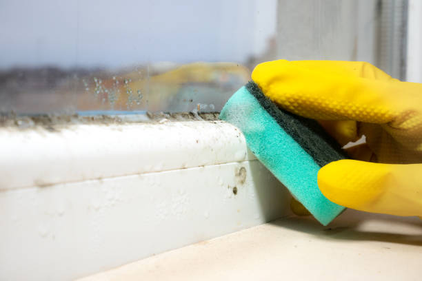 Best Mold Cleaning Services  in Owosso, MI