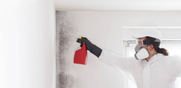 Best Mold Removal Process  in Owosso, MI