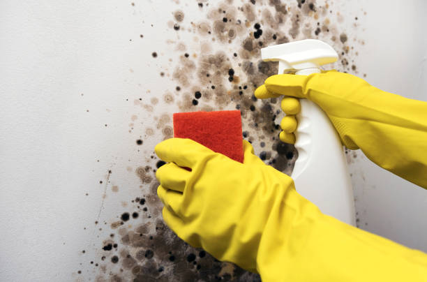 Best Affordable Mold Removal  in Owosso, MI