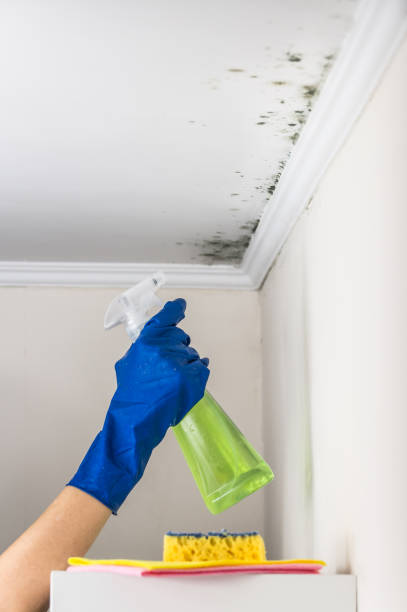 Best Fast Mold Removal  in Owosso, MI