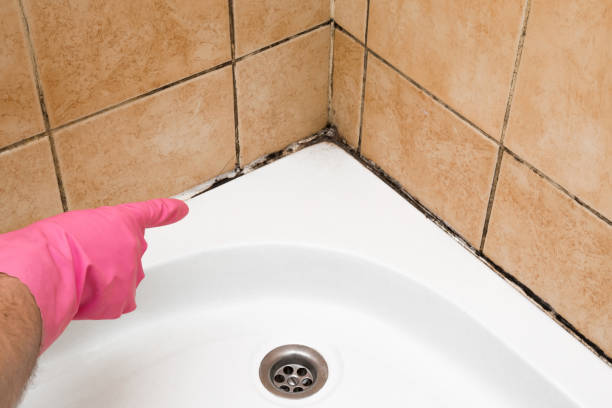 Mold Removal and Inspection in Owosso, MI