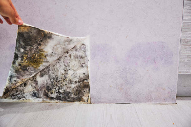 Best Emergency Mold Removal  in Owosso, MI